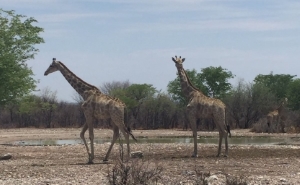 Nationalpark mit wild lebenden Giraffen, Namibia