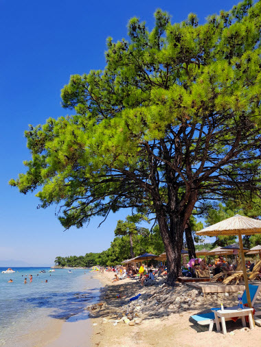 Pinienbäume umgeben den Strand