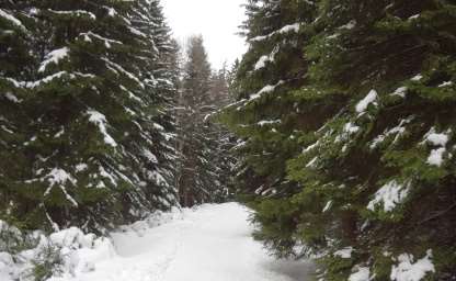 Wanderweg im Harzgebirge