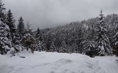 Blick auf den Nadelwald am Brocken im Harzgebirge