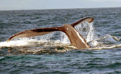 Wale Watching bei Samana in der Dominikanischen Republik
