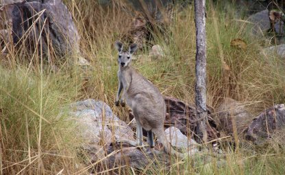 Känguru im Lichtfield Nationalpark, Australien