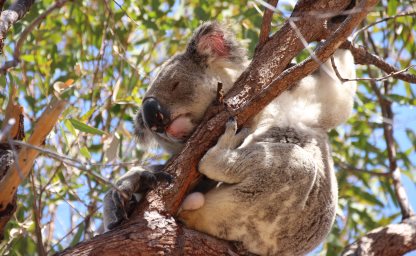 Koala auf Magnetic Island, Australien