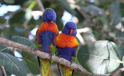 Papageie auf Magnetic Island, Australien